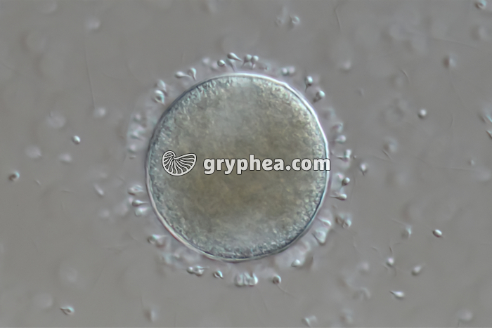 Fécondation chez la Moule x100 - gryphea.com